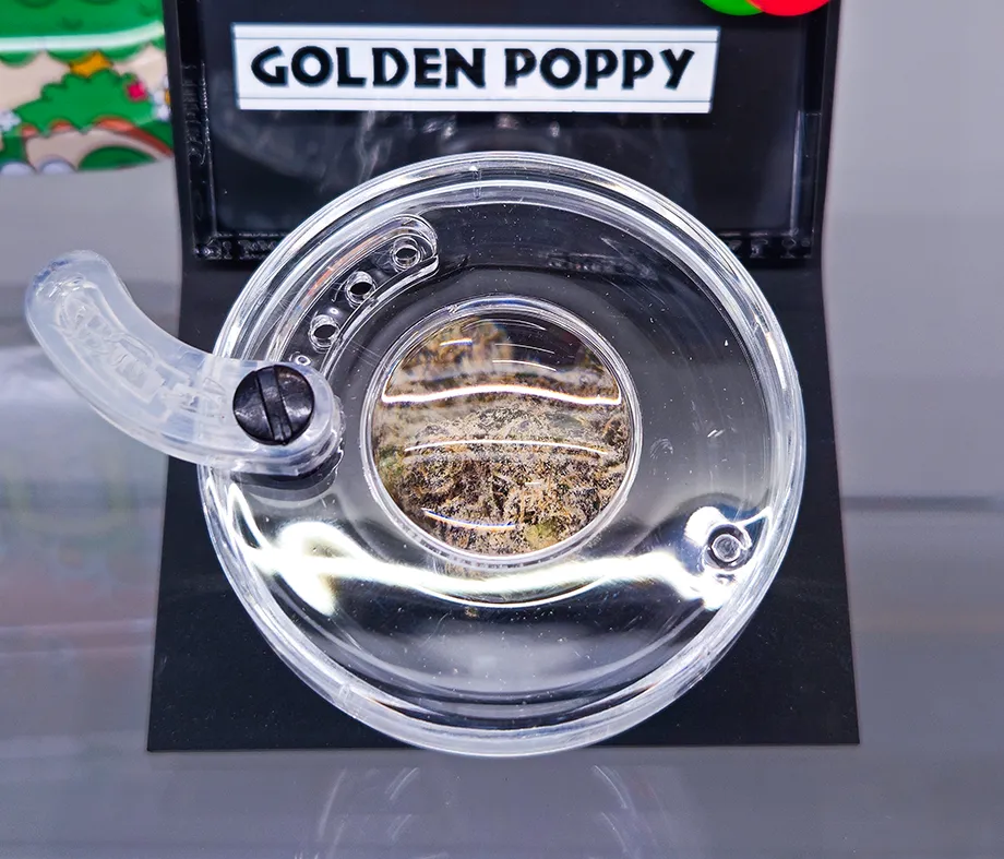 Golden Poppy